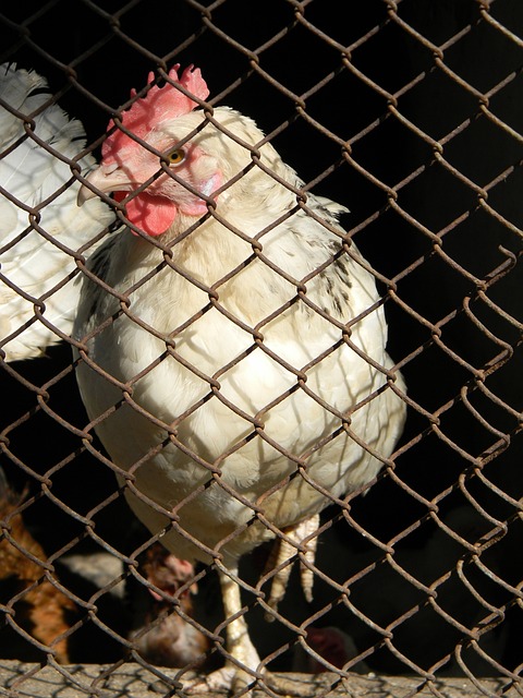 球队的进攻 球队的进攻